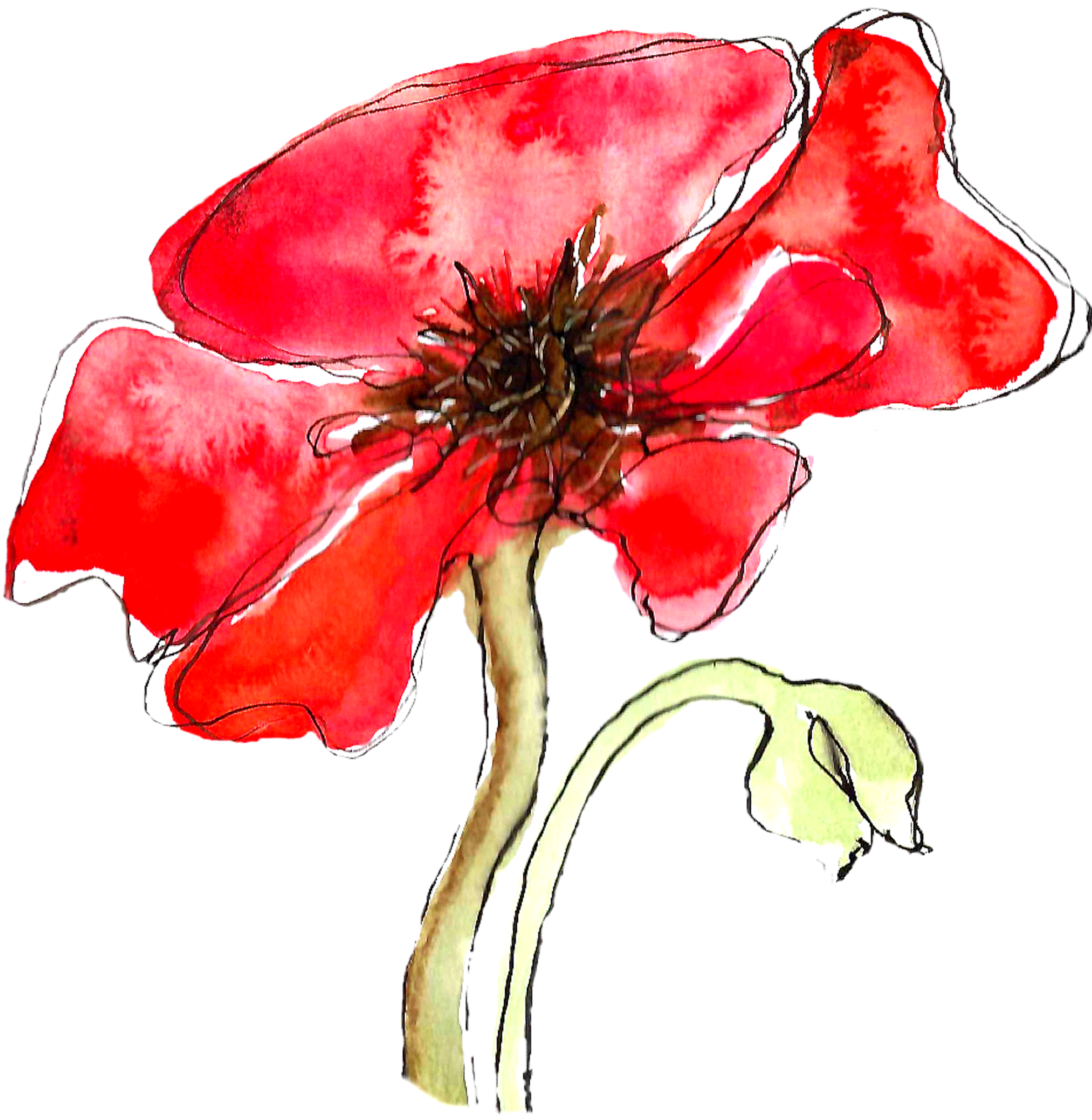 Poppy Drawing Honoring 'S'